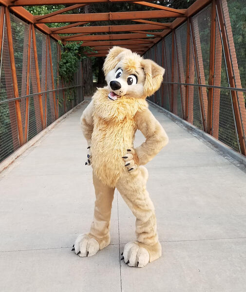 Scott Golden Retriever 2018